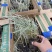 花卉盆景花叶燕麦草种植基地花叶燕麦自产自销