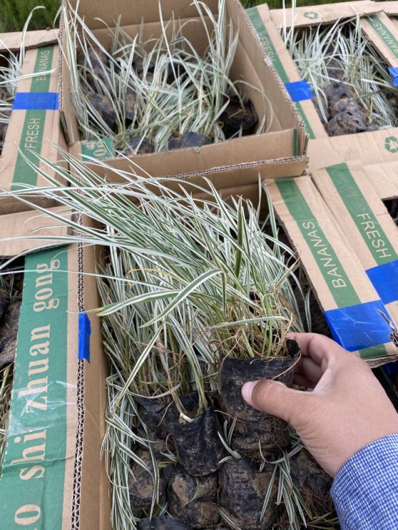 花卉盆景花叶燕麦草种植基地花叶燕麦自产自销