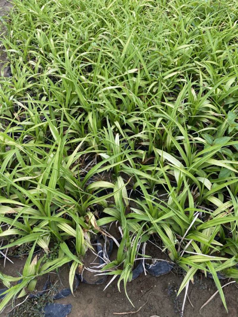 吉祥草自产自销吉祥草种植基地吉祥草农户直销