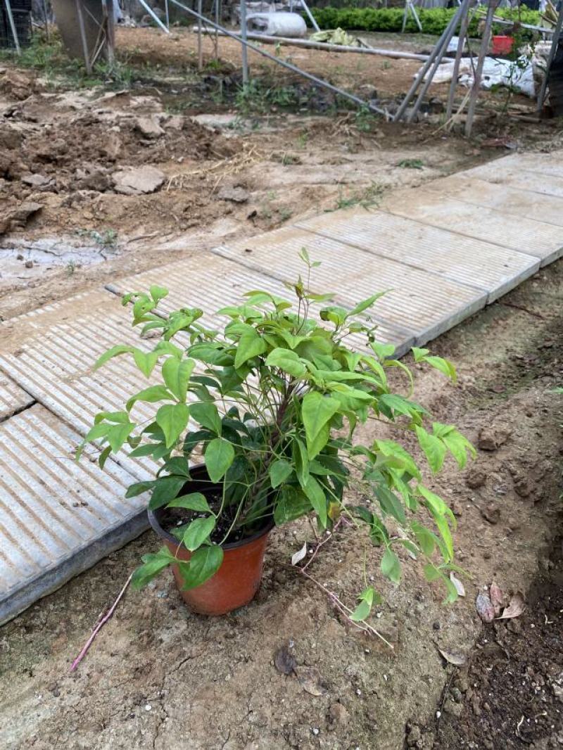 火焰南天竹种植基地火焰南天竹批发价格。30万处理