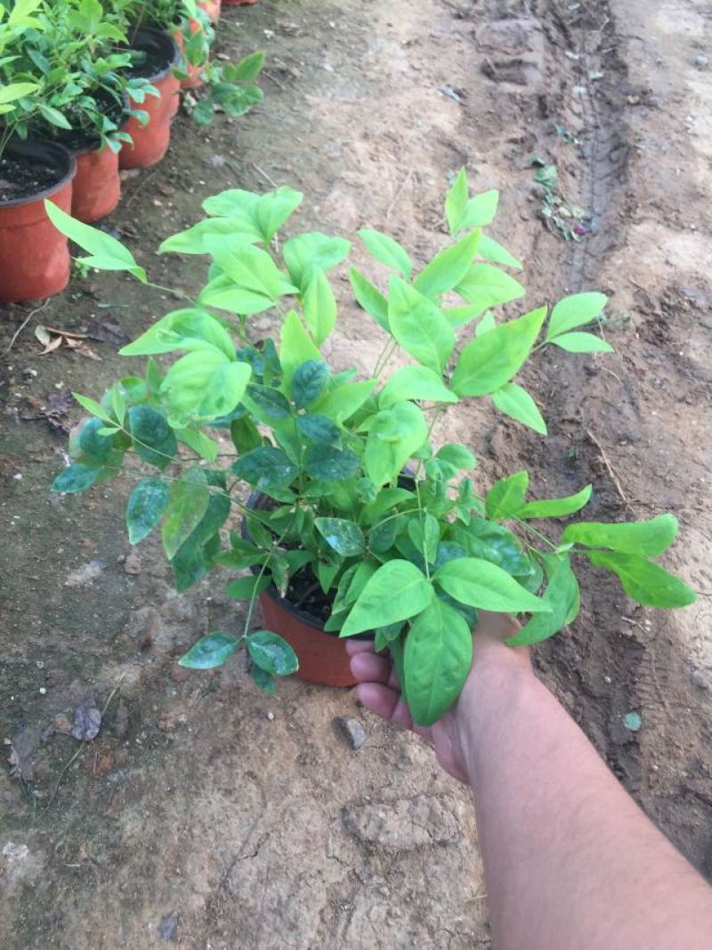 火焰南天竹种植基地火焰南天竹批发价格。30万处理