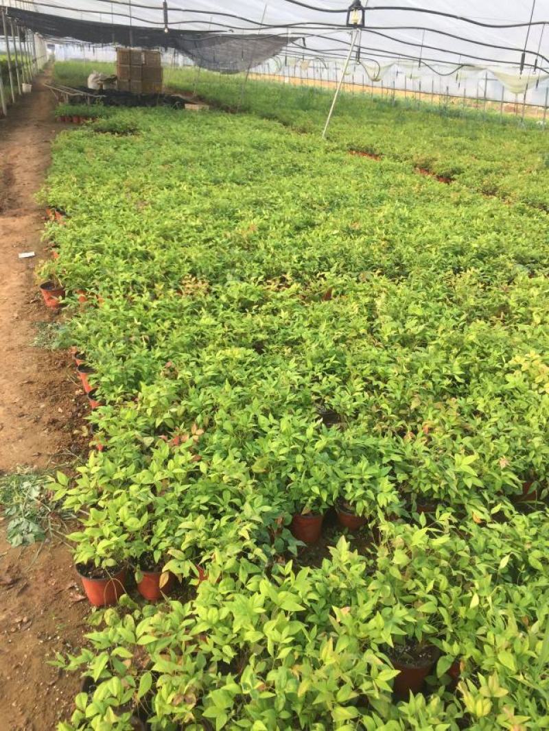 火焰南天竹种植基地火焰南天竹批发价格。30万处理