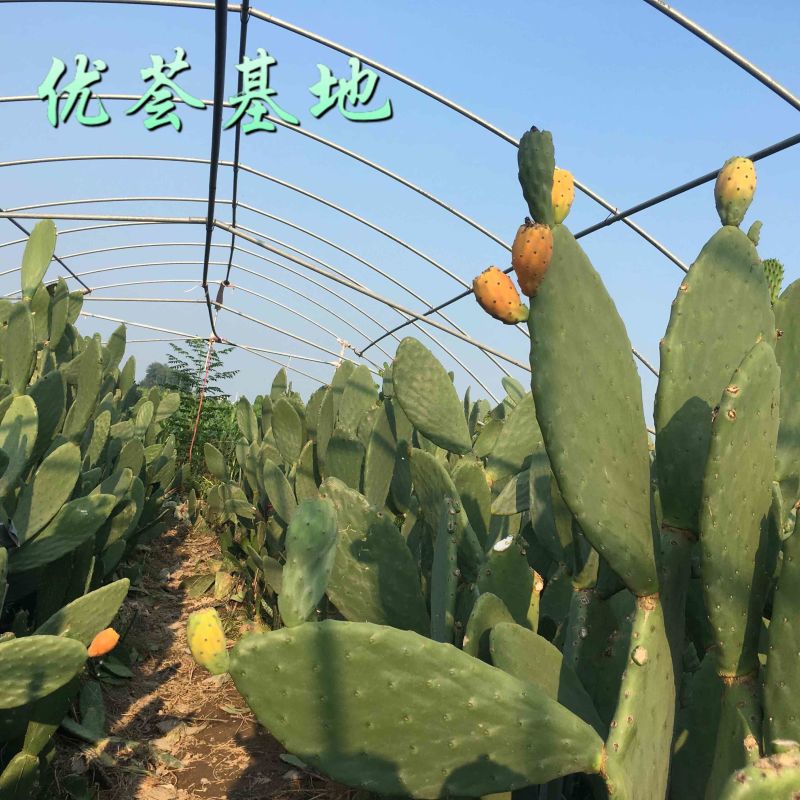 河南焦作食用药用仙人掌大量上市支持一件代发欢迎采购网红食