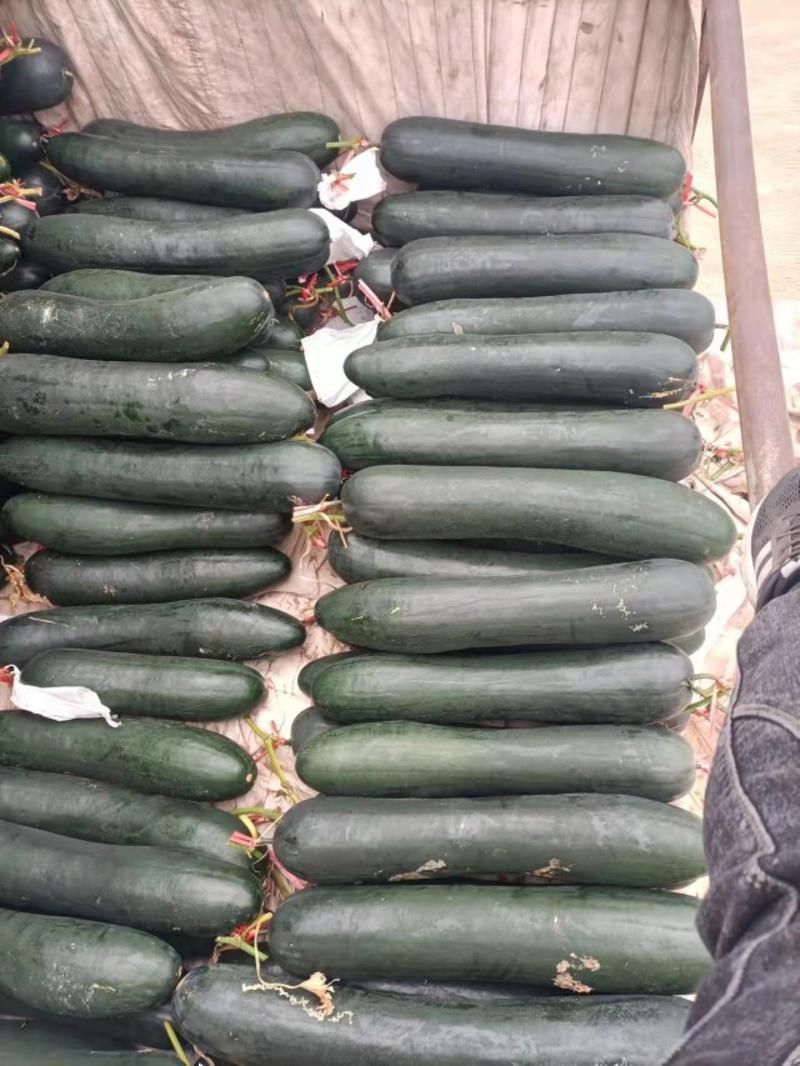 海南基地直销平均30斤黑皮吊冬瓜，个个精品，质量可靠