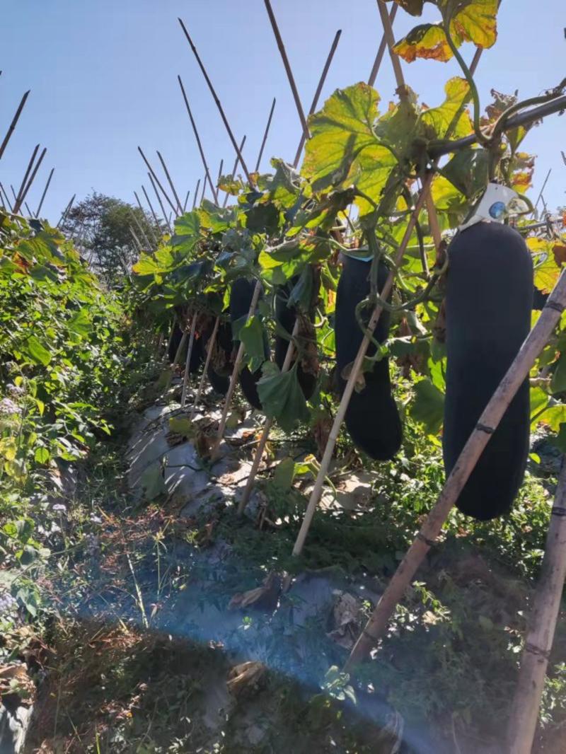 海南基地直销平均30斤黑皮吊冬瓜，个个精品，质量可靠