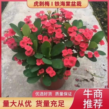 虎刺梅，铁海棠盆栽，自产自销，四季开花，基地直发