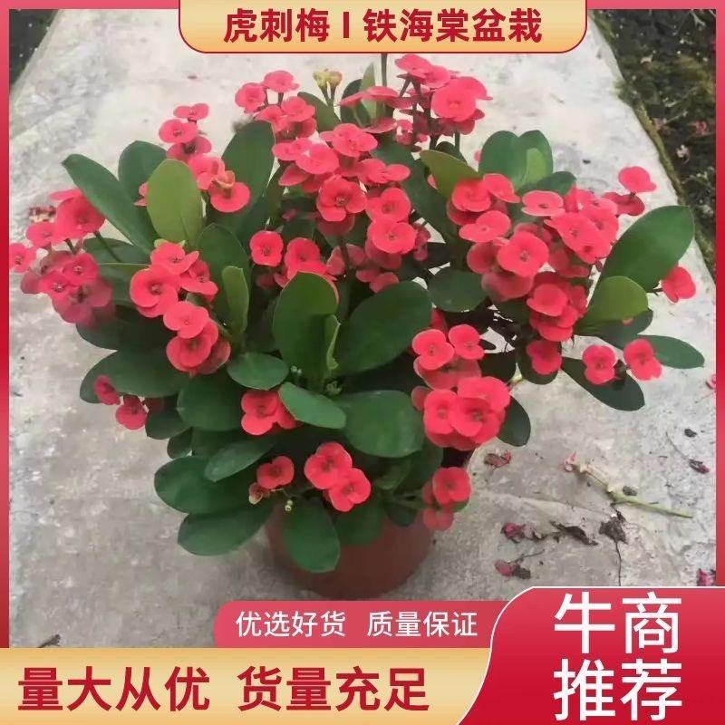 虎刺梅，铁海棠盆栽，自产自销，四季开花，基地直发