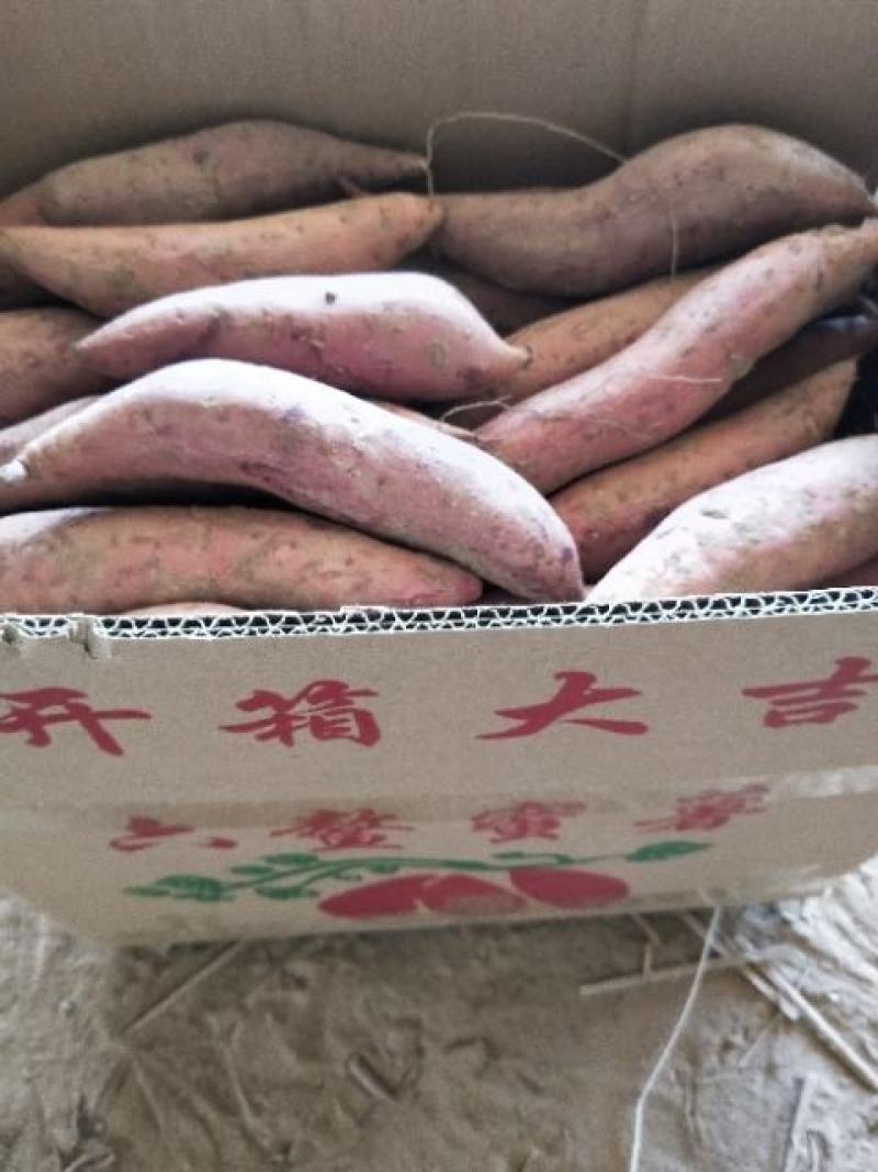 西瓜红【六鳌蜜薯】沙土地种植，颜色鲜，条形直，