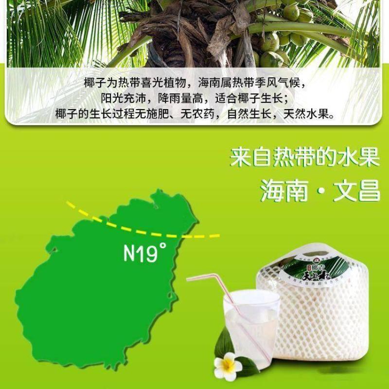 批发【椰子】海南椰青新鲜正宗椰子水现摘当季9个装包邮