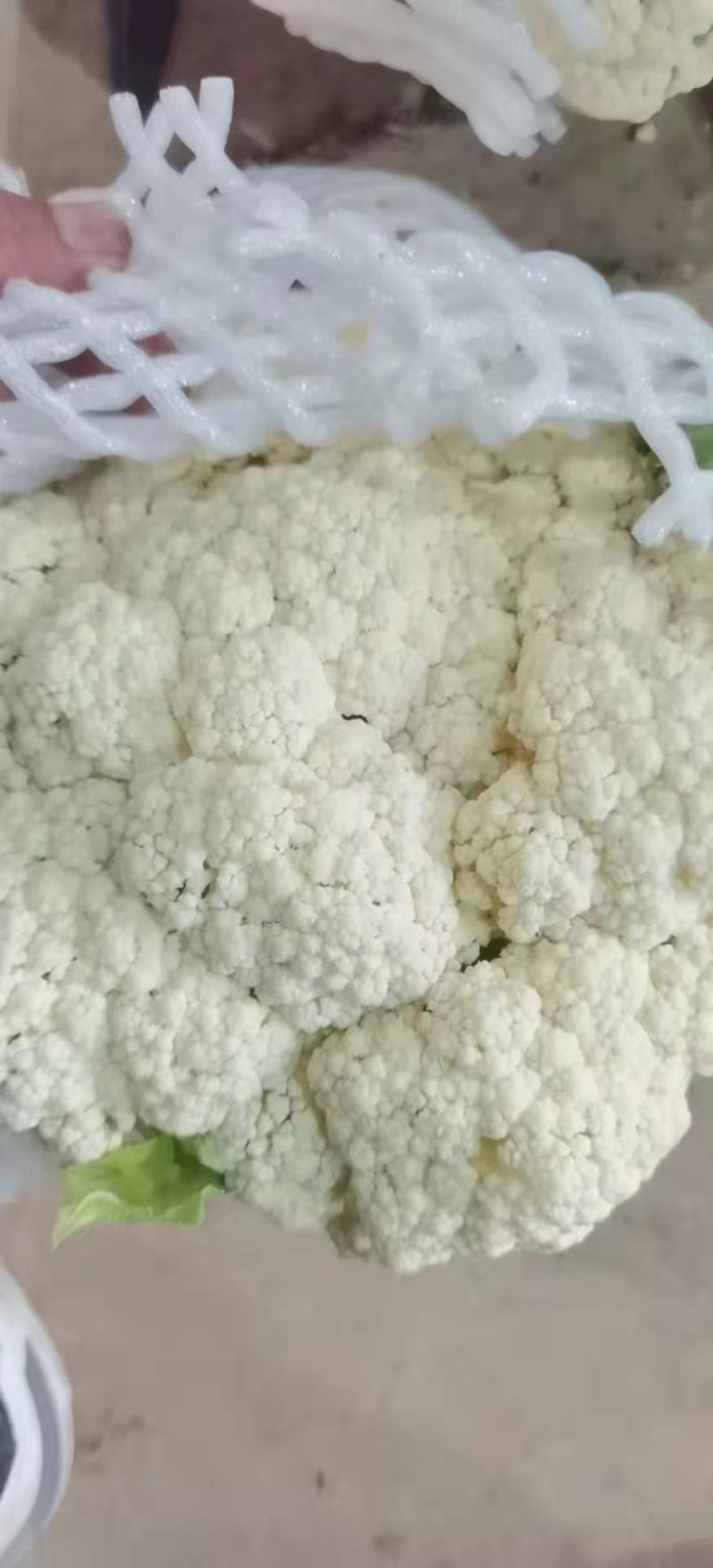 【实力】精品菜花产地直供对接全国批发大量有货价格便宜
