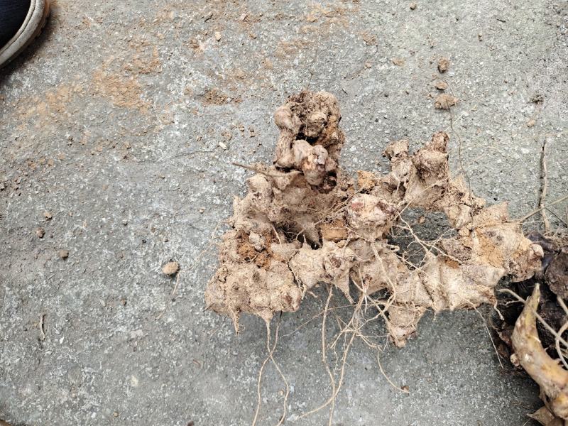 菝葜，大货批发，货真价优，品质保证，欢迎来电采购
