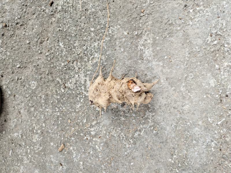 菝葜，大货批发，货真价优，品质保证，欢迎来电采购