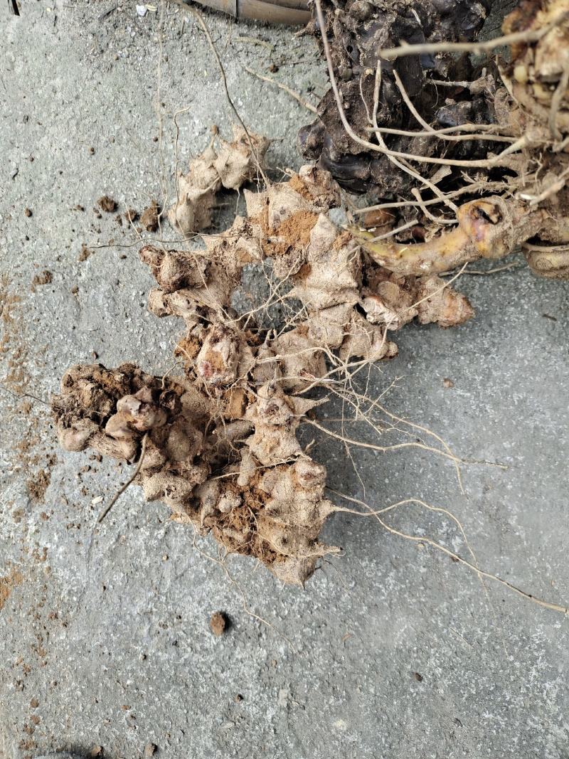 菝葜，大货批发，货真价优，品质保证，欢迎来电采购