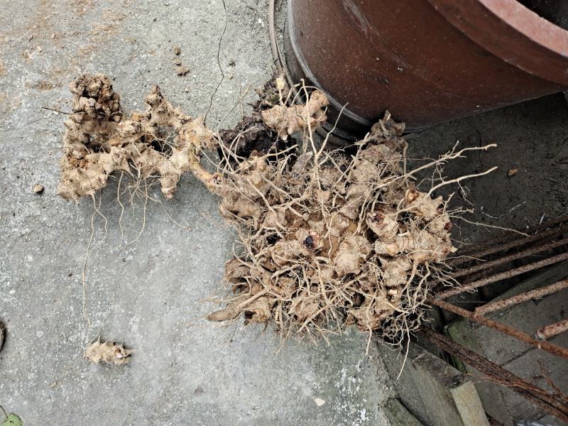 菝葜，大货批发，货真价优，品质保证，欢迎来电采购