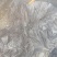鲜毛肚