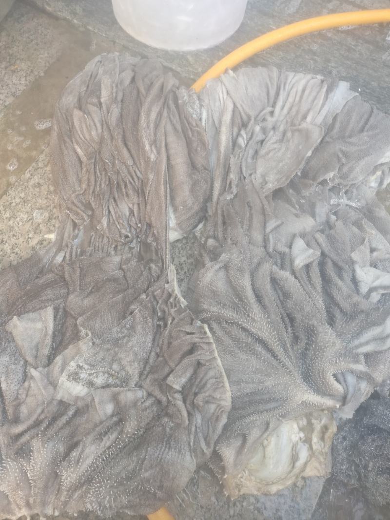 鲜毛肚
