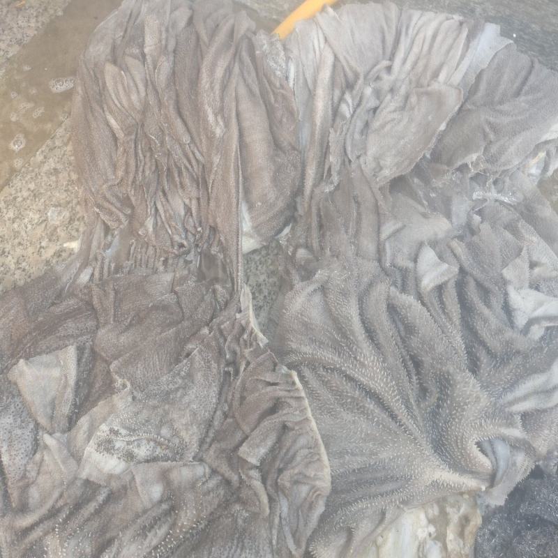 鲜毛肚