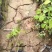 爬山虎自产自销爬山虎农户直销60万处理