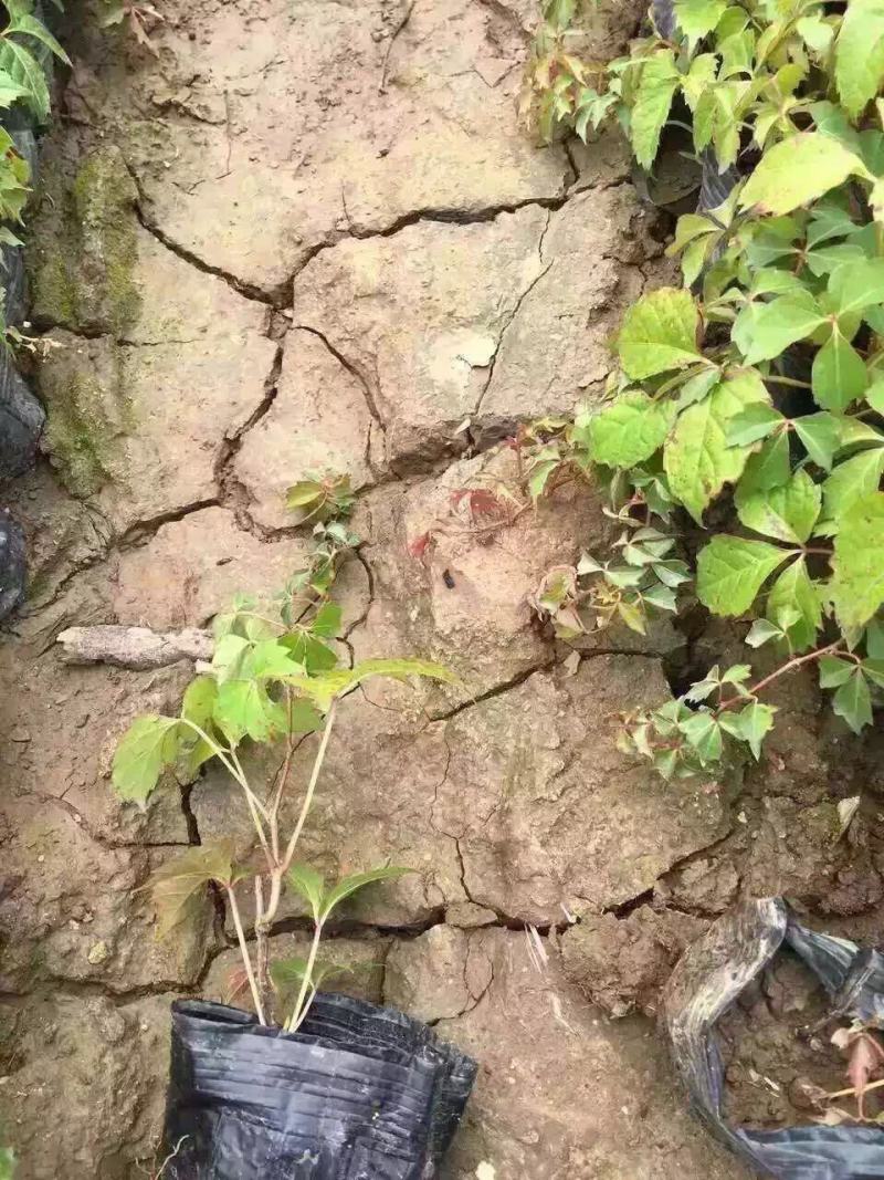 爬山虎自产自销爬山虎农户直销60万处理