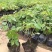 爬山虎农户直销爬山虎20万直销。青州价格