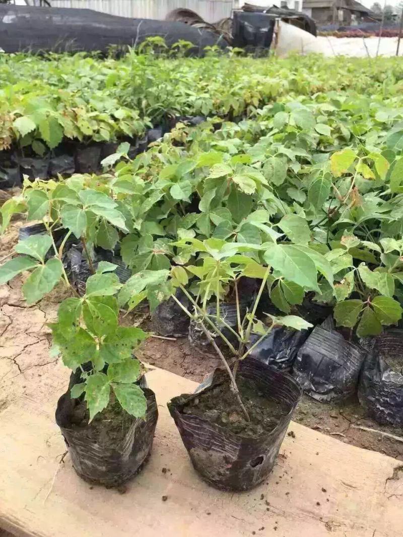 爬山虎农户直销爬山虎20万直销。青州价格