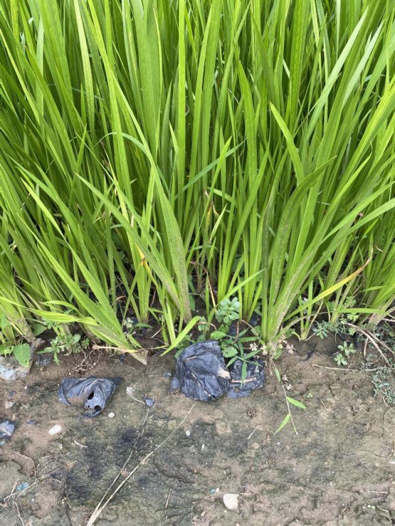 香蒲自产自销香蒲农户直销60万低价处理