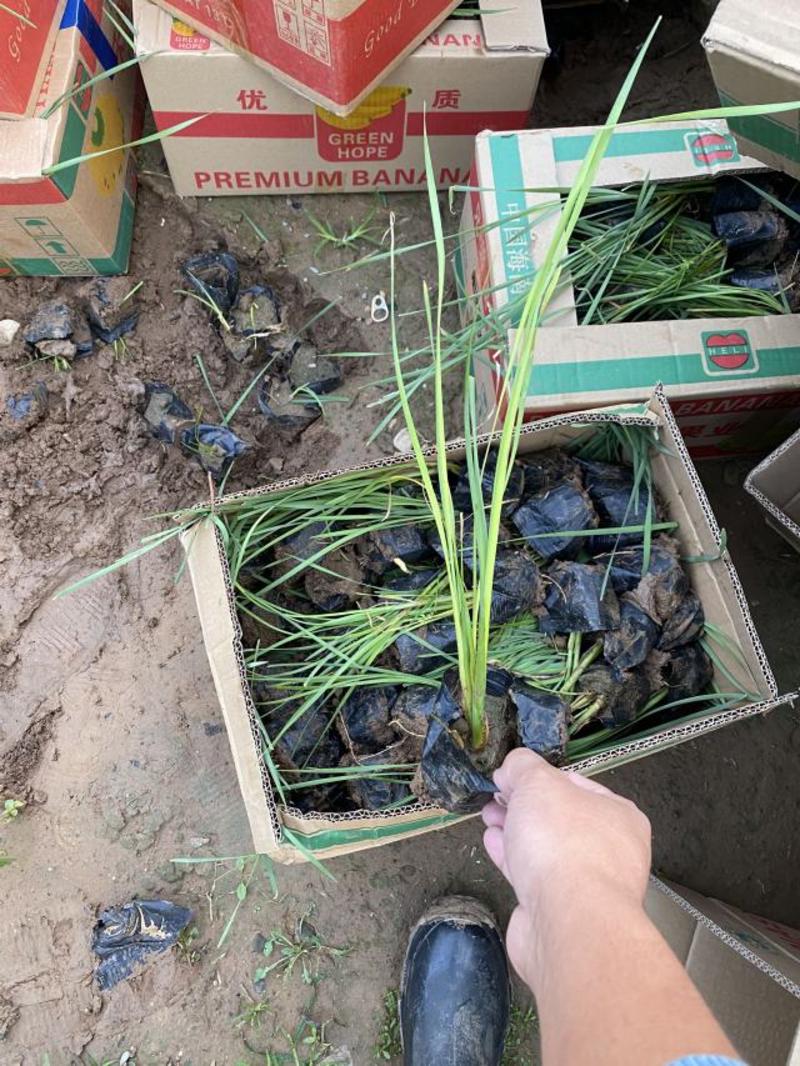 香蒲种植基地200万香蒲自产自销。青州价格