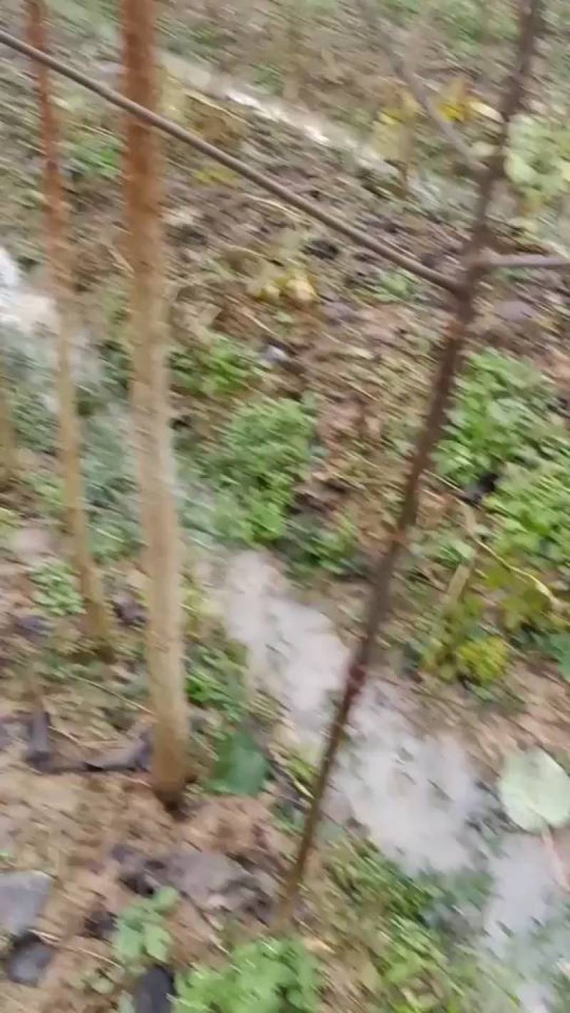 毛叶山桐子树苗