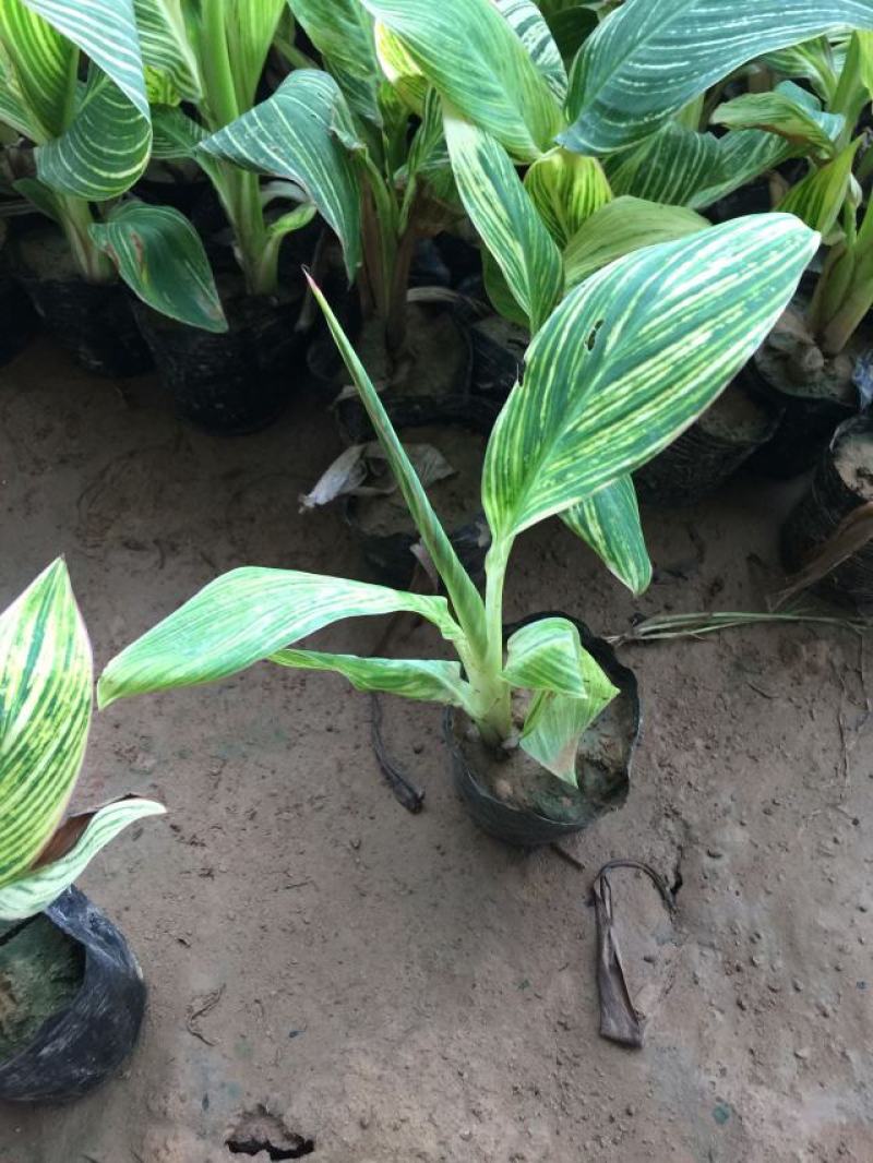 花叶美人蕉农户直销花叶美人蕉种植基地花叶美人蕉