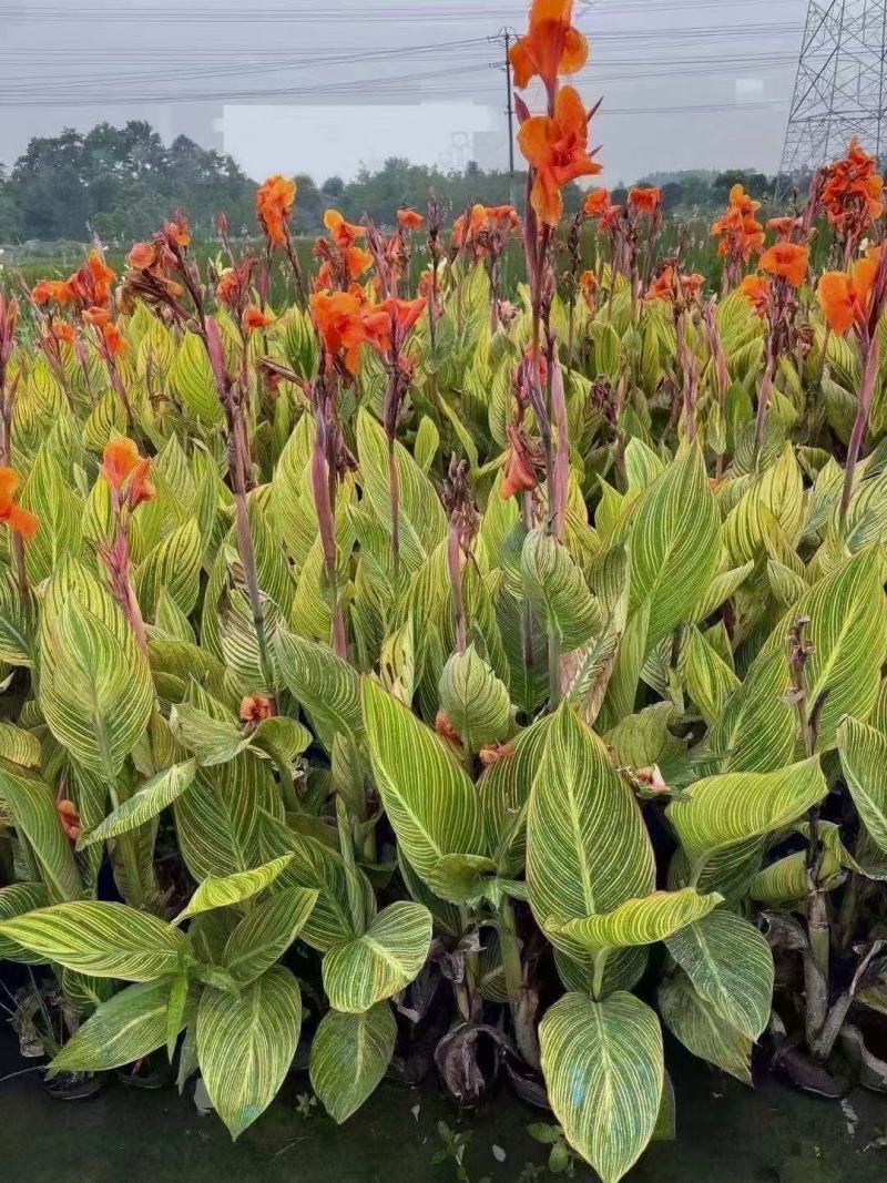 花叶美人蕉农户直销花叶美人蕉种植基地花叶美人蕉