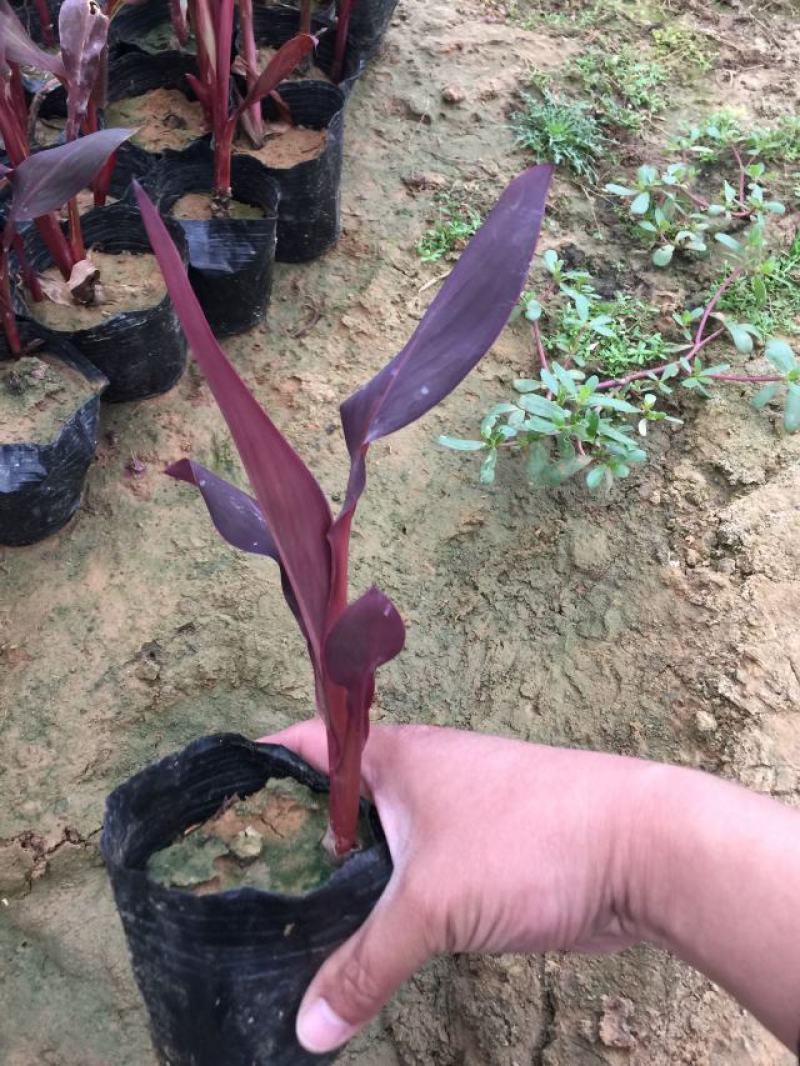 紫叶美人蕉种植基地紫美人蕉自产自销。50万低价