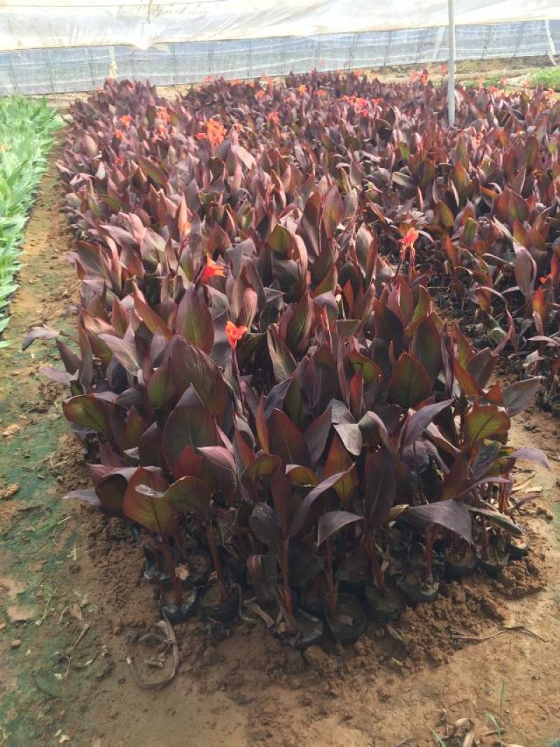紫叶美人蕉种植基地紫美人蕉自产自销。50万低价