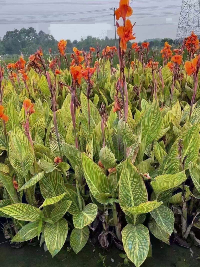 花叶美人蕉种植基地花叶美人蕉自产自销。300万低价