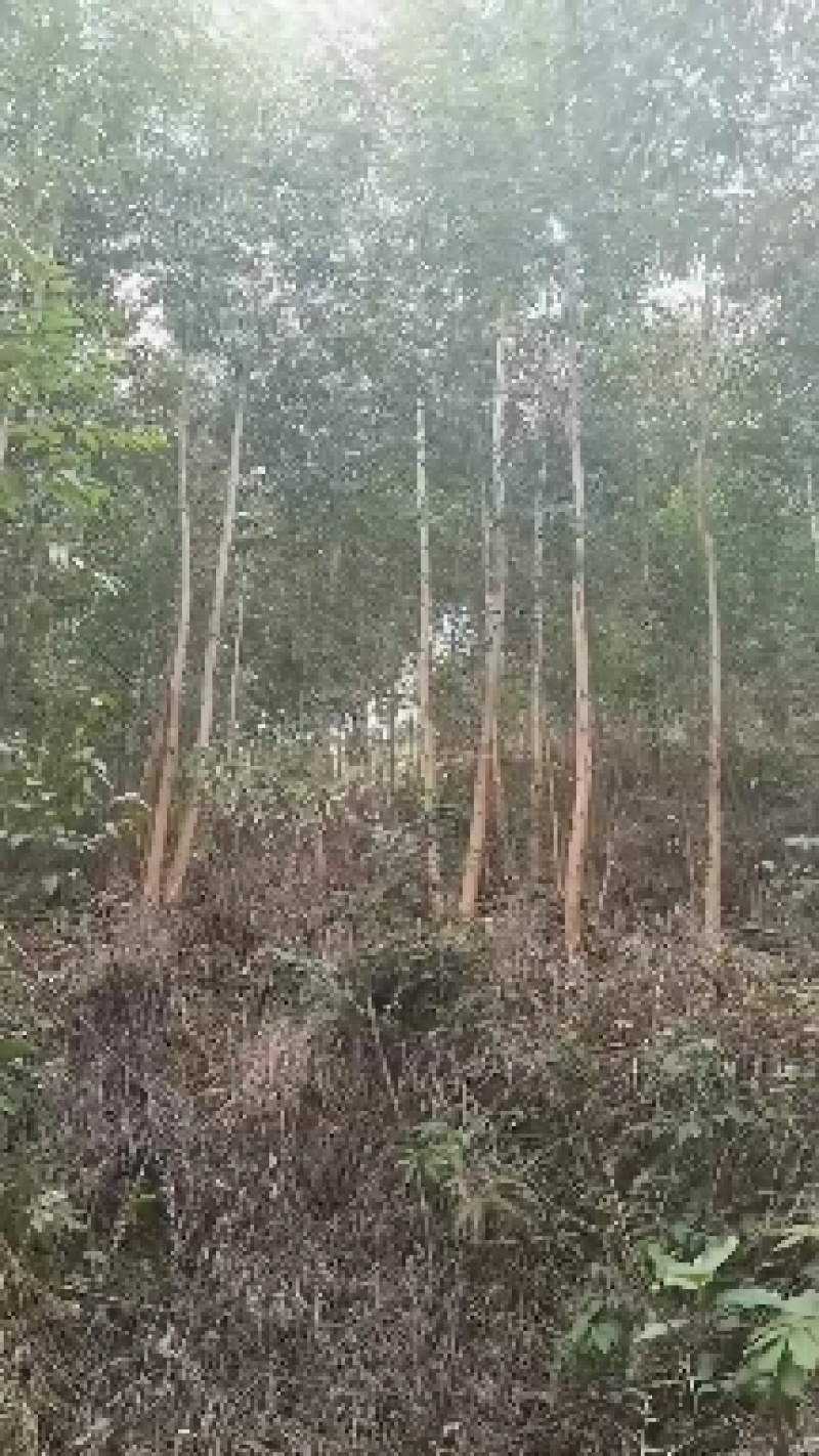 贵州省兴义市册亨县与广西田林县板桃乡交界万亩桉树基地转让