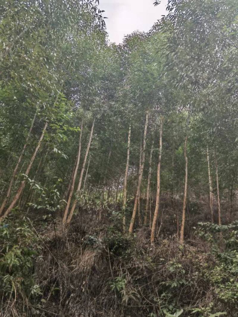 贵州省兴义市册亨县与广西田林县板桃乡交界万亩桉树基地转让