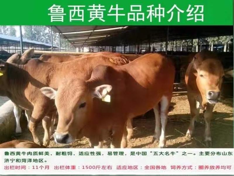 鲁西黄牛，改良黄牛，包技术，包成活，包回收，欢迎各位联系