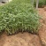 再力花自产自销50万再力花直销。青州价格。