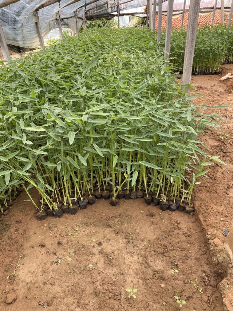 再力花自产自销50万再力花直销。青州价格。
