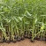 再力花自产自销50万再力花直销。青州价格。