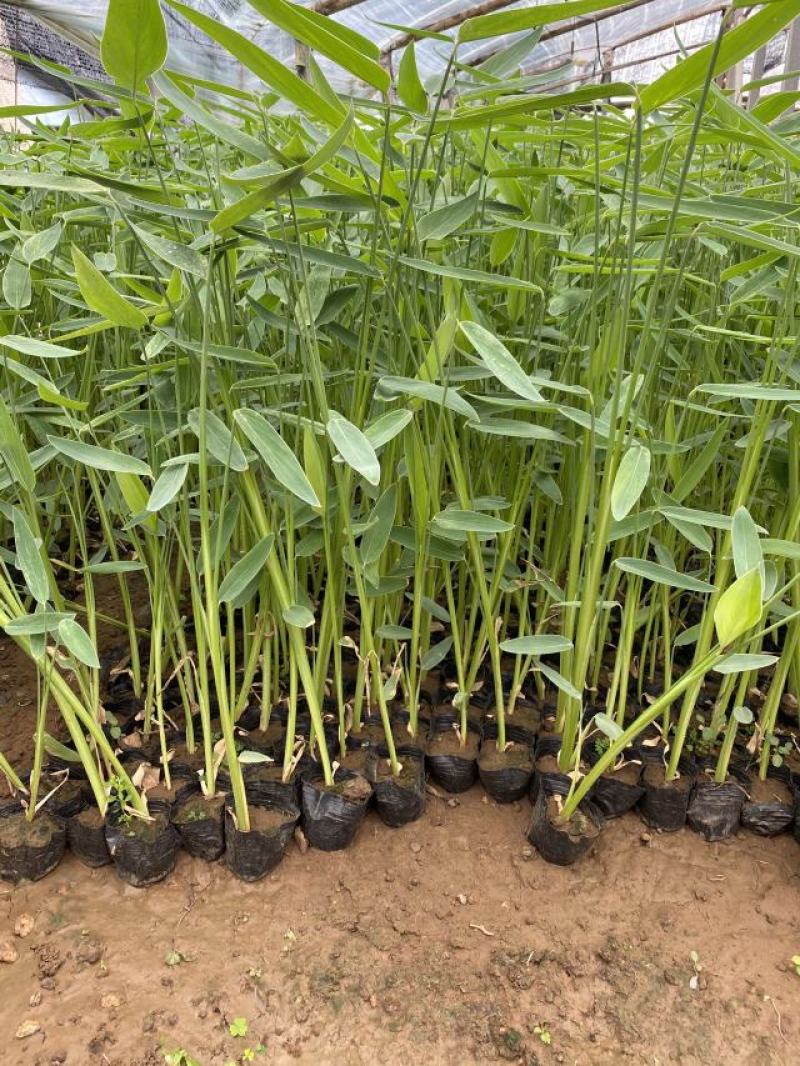再力花自产自销50万再力花直销。青州价格。