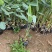再力花自产自销50万再力花直销。青州价格。