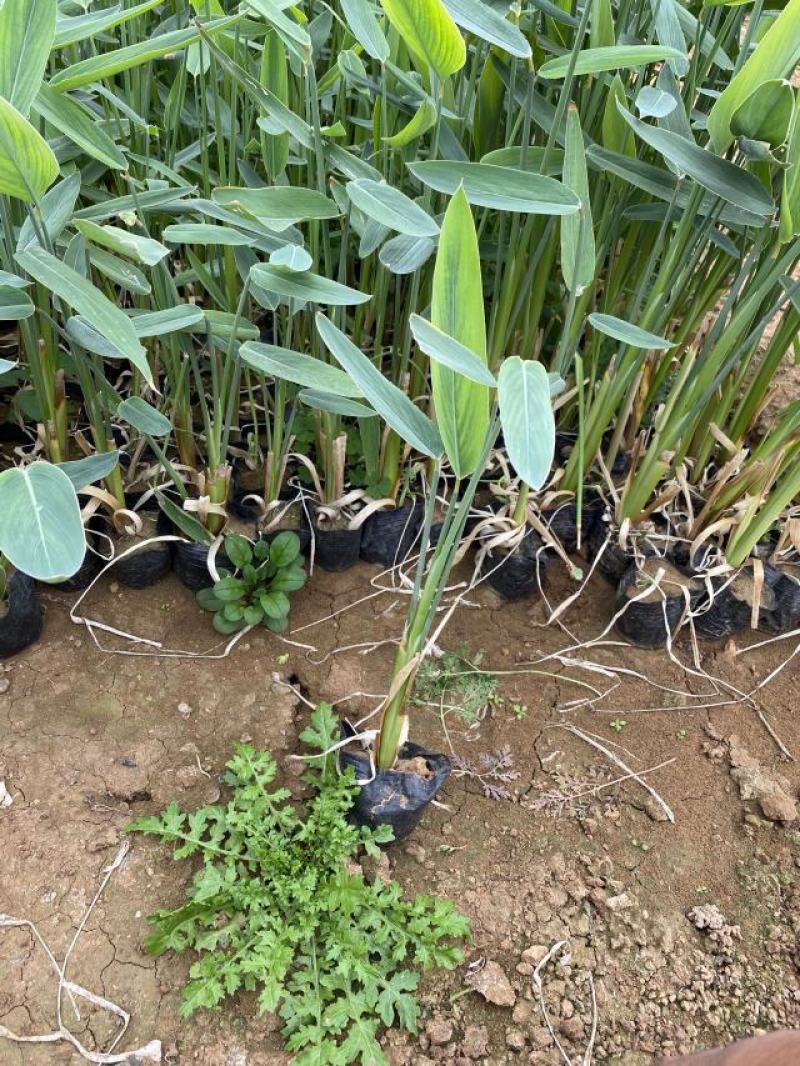 再力花自产自销50万再力花直销。青州价格。