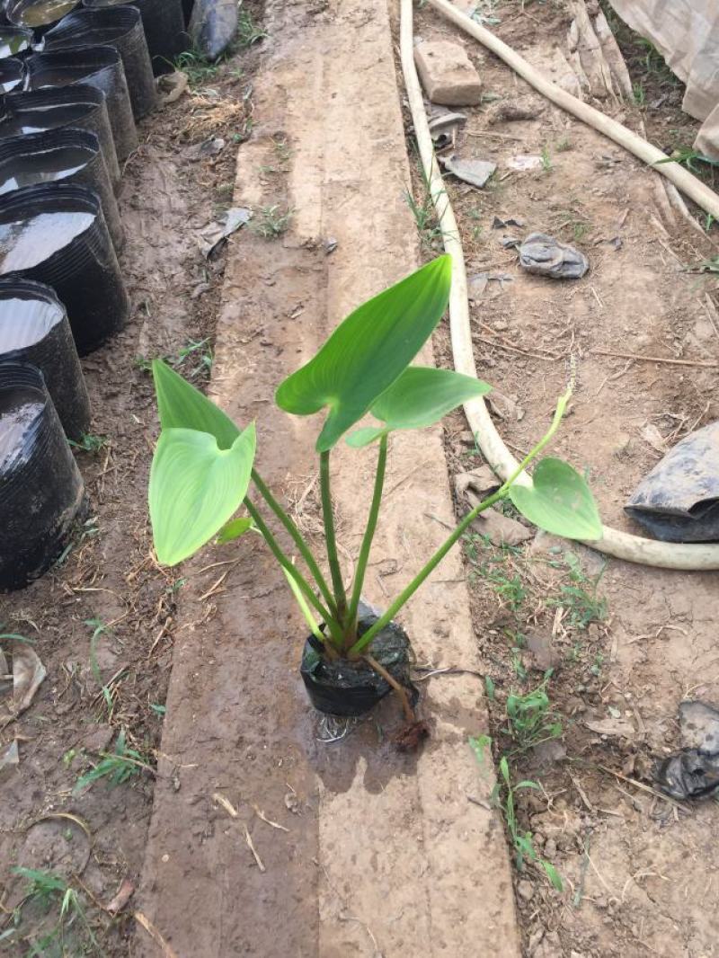 梭鱼草自产自销梭鱼草80万低价处理青州梭鱼草