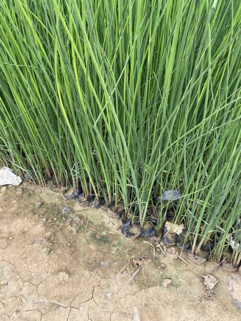 水葱自产自销水葱种植基地。100万处理