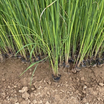 水葱自产自销水葱种植基地。100万处理