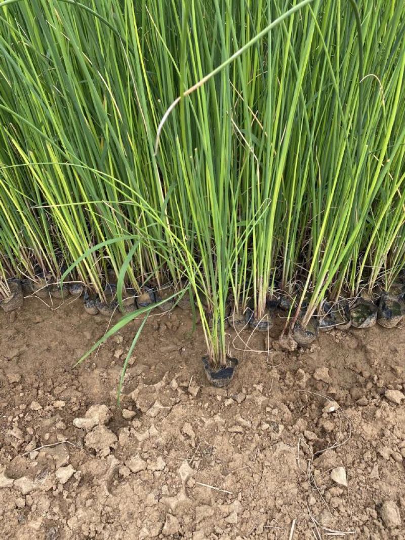 水葱自产自销水葱种植基地。100万处理