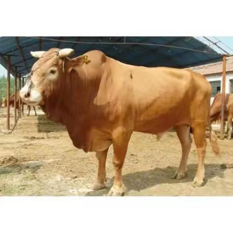 黄牛犊，鲁西黄牛厂家直销，质量保证，价格优惠，包运输