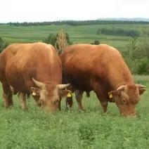 黄牛犊，鲁西黄牛厂家直销，质量保证，价格，包运输