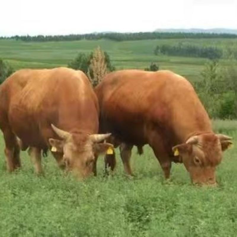 黄牛犊，鲁西黄牛厂家直销，质量保证，价格优惠，包运输