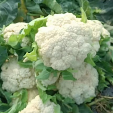 精品菜花产地直供菜花价优量大诚信经营欢迎采购